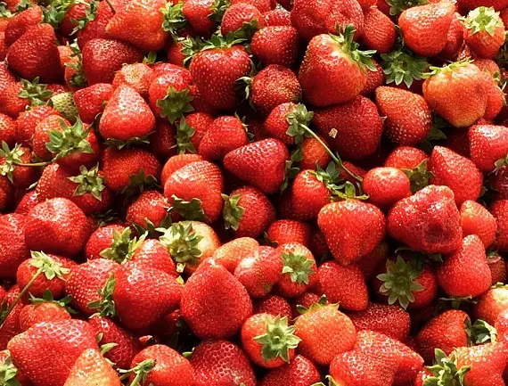 300 kilos of strawberries in the summer term