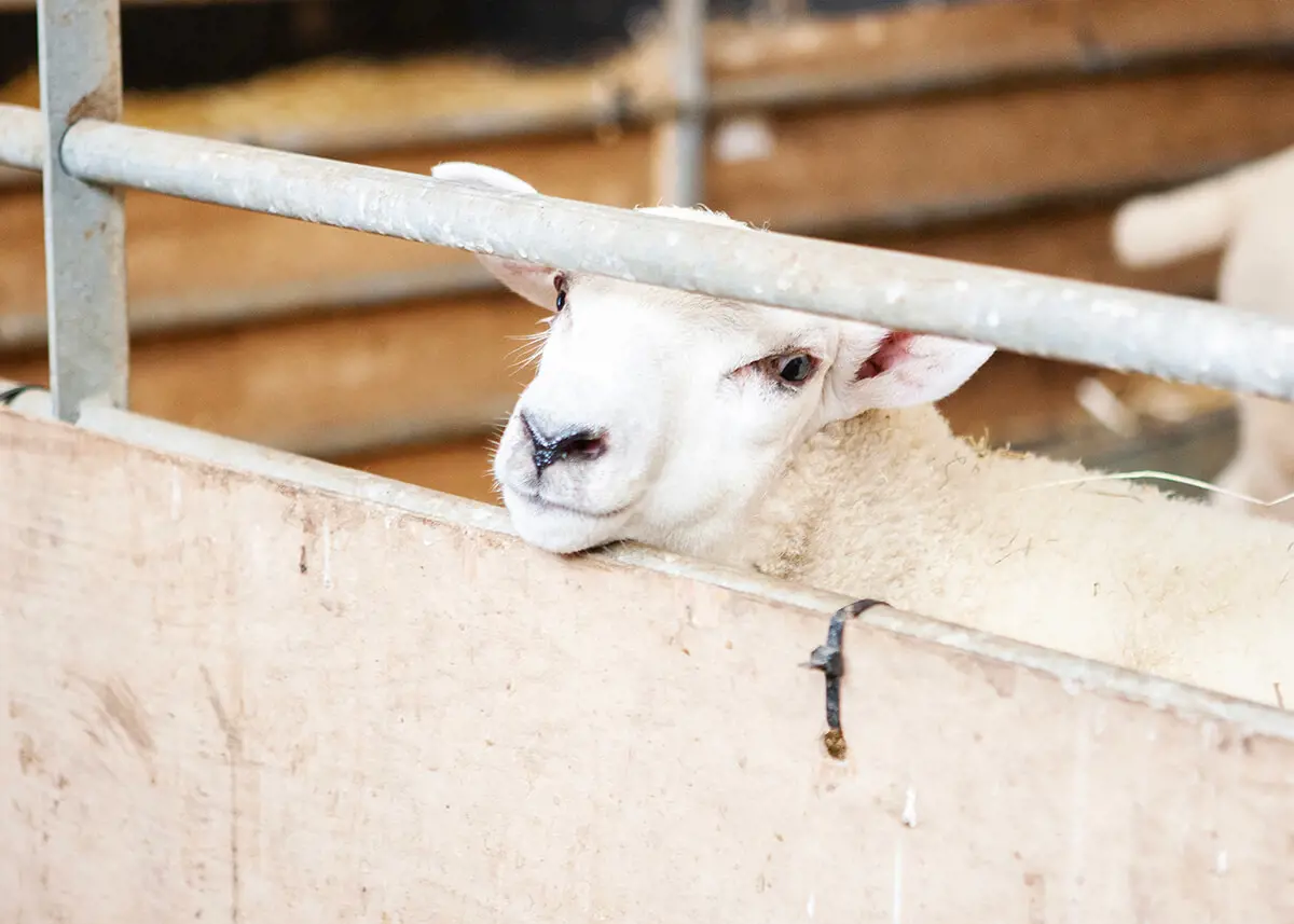 The Farm is one of the most prized assets at Kent College Canterbury