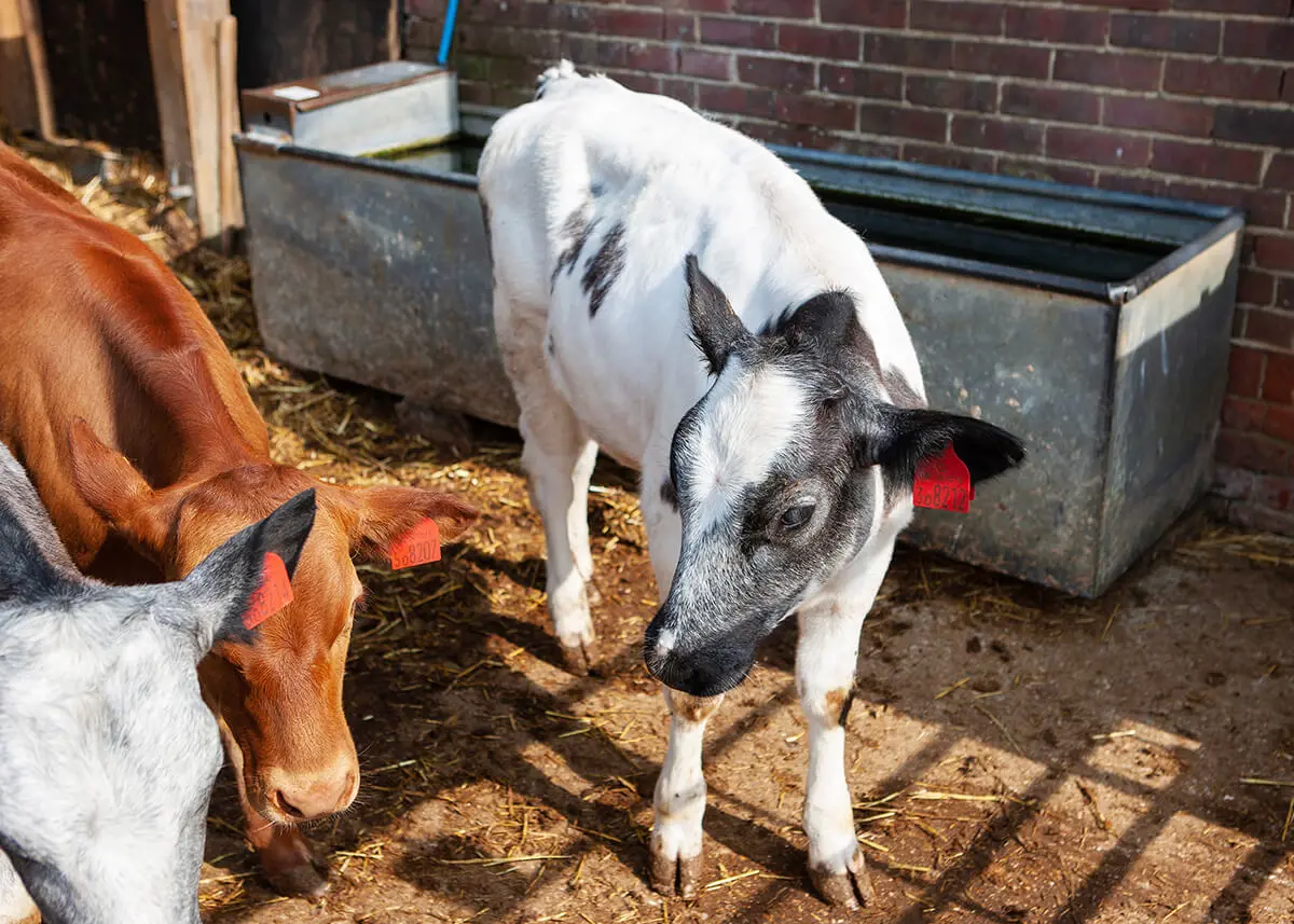 The Farm is one of the most prized assets at Kent College Canterbury