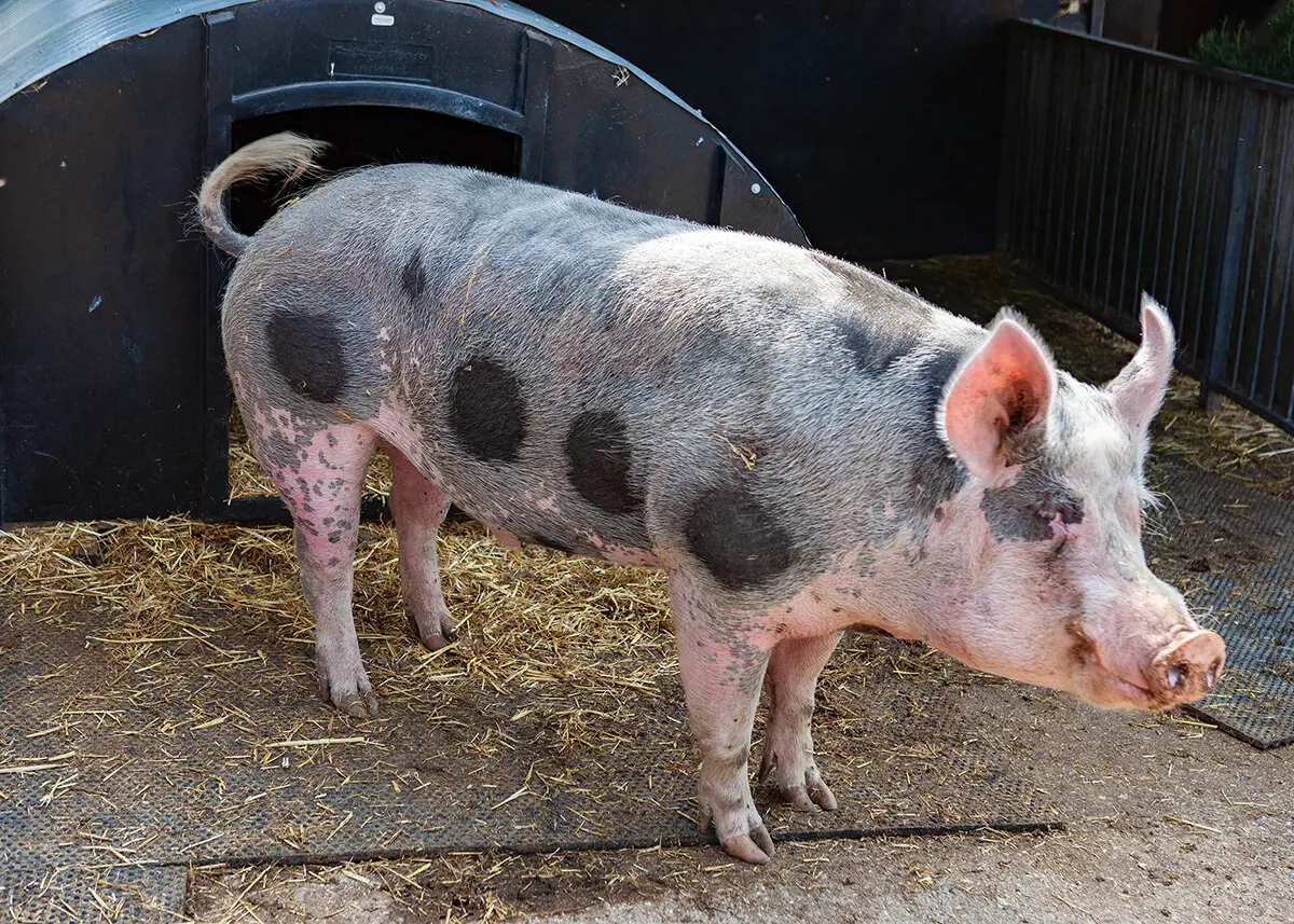 The Farm is one of the most prized assets at Kent College Canterbury